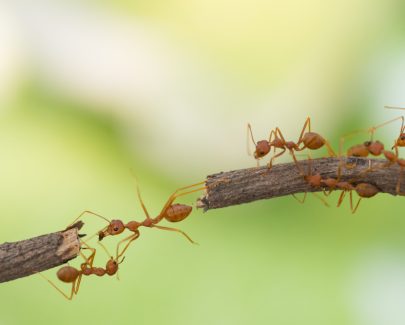 Bridging a cultural gap in product innovation