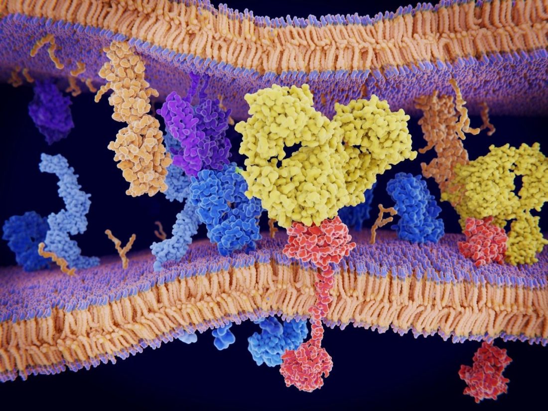 A monoclonal antibody (yellow) blocks the interaction of PD-L1 with PD-1