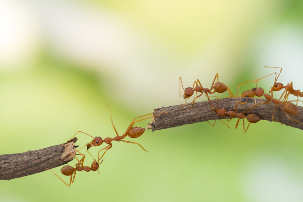 Bridging a cultural gap in product innovation